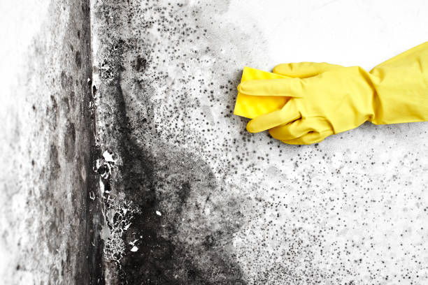 Best Emergency Mold Remediation  in New Providence, NJ