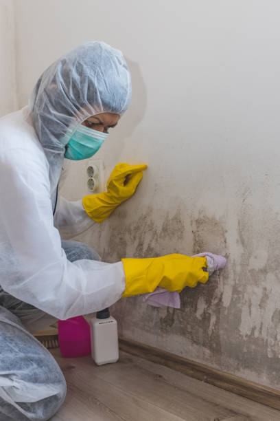 Best Commercial Mold Inspection  in New Providence, NJ