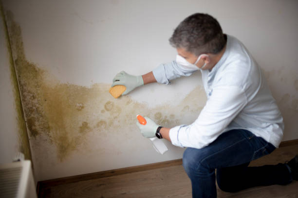 Best Mold Documentation for Insurance Claims  in New Providence, NJ