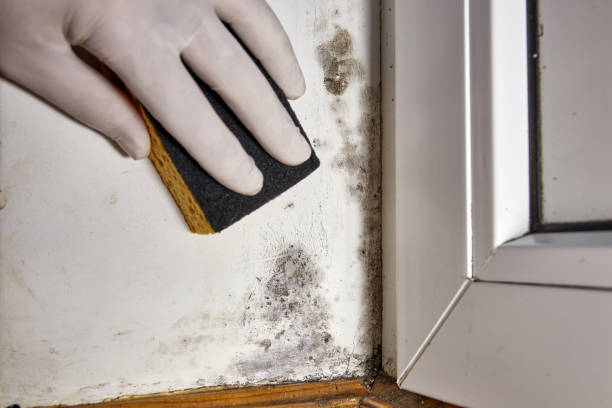 Best Environmental Consulting for Mold Prevention  in New Providence, NJ